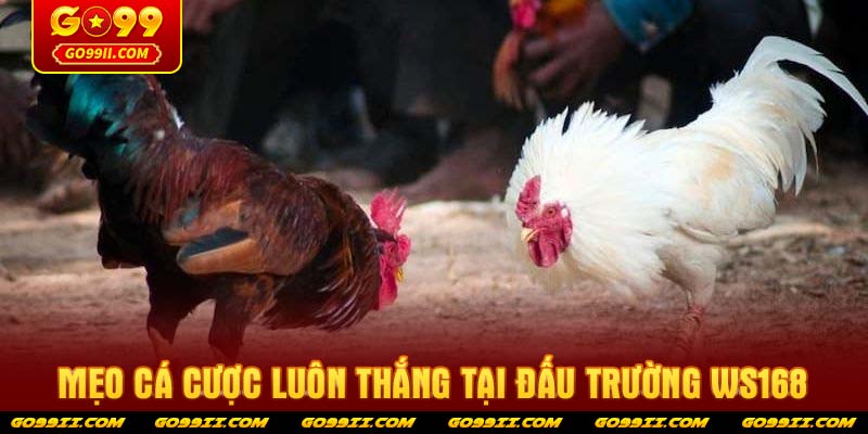 Mẹo cá cược luôn thắng tại đấu trường Ws168